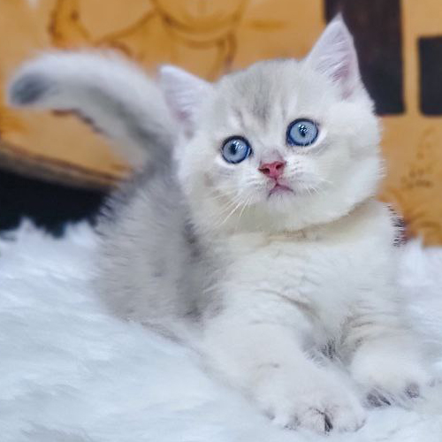 Mèo Anh lông ngắn 2 tháng tuổi với đôi mắt xanh nổi bật và bộ lông mềm mượt