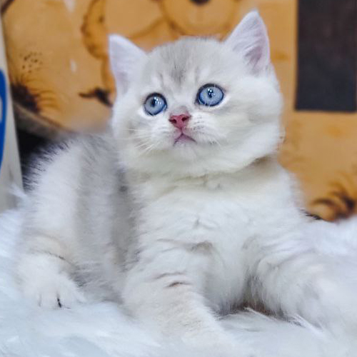 Mèo Anh lông ngắn silver tabby mắt xanh được giao tận nơi tại Hải Phòng