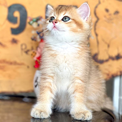 Mèo Anh lông ngắn Golden NY12, lông vàng sáng, dáng ngồi ngoan ngoãn dễ thương.