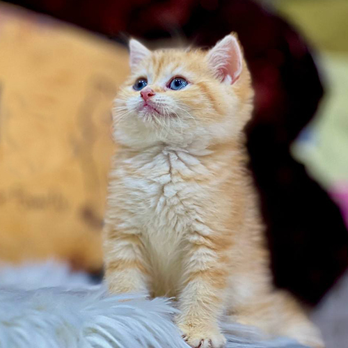 Mèo Anh lông ngắn Red Tabby vàng với đôi mắt xanh long lanh