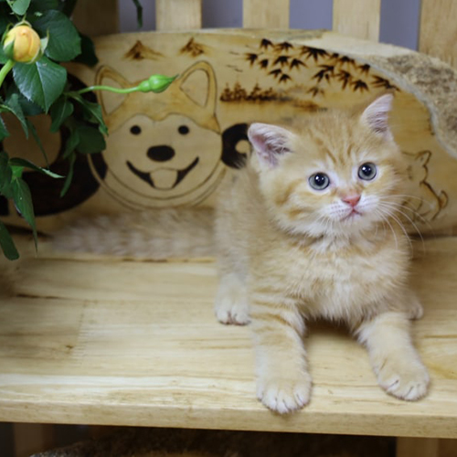 Mèo Anh lông ngắn red tabby 1 tháng tuổi nhỏ xíu và đáng yêu