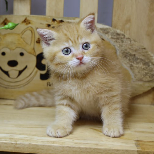 Mèo Anh lông ngắn red tabby màu vàng cam đáng yêu với đôi mắt xanh
