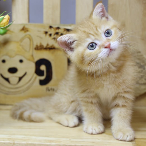 Mèo Anh lông ngắn red tabby vàng cam ngồi nghiêng đầu đáng yêu trên ghế gỗ