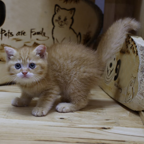 Mèo Anh lông ngắn red tabby mướp vàng đang cảnh giác trong phòng gỗ