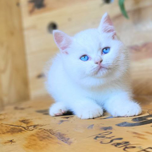 Mèo Anh lông ngắn trắng tinh với đôi mắt xanh biếc