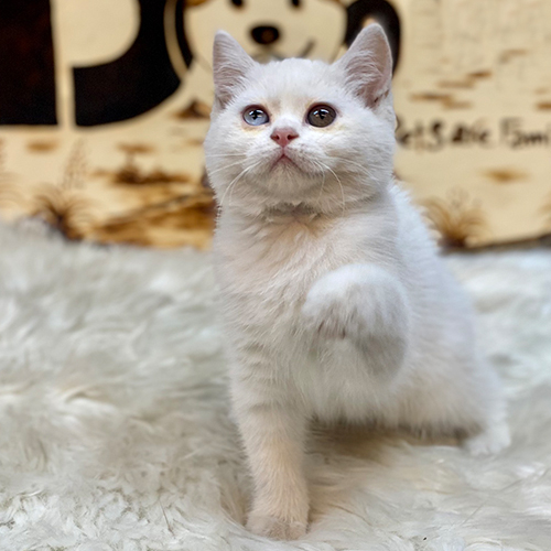 Mèo Anh lông ngắn màu trắng với hai màu mắt khác nhau độc đáo (odd eyes).