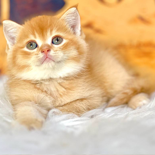 Mèo Anh lông ngắn màu Red Tabby vàng cam đáng yêu.