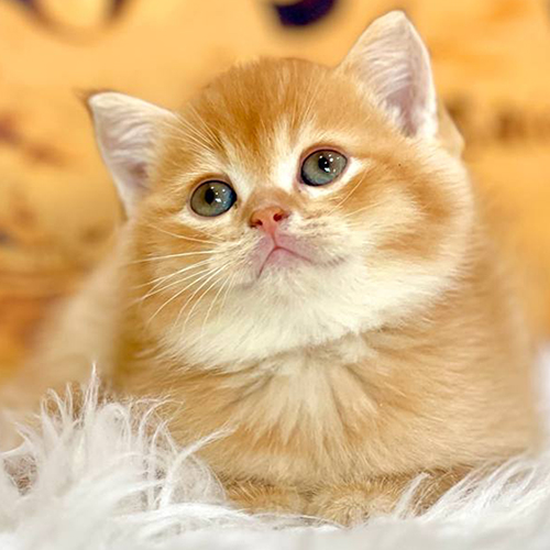 Mèo Scottish Straight tai thẳng màu golden đáng yêu tại trại mèo Chomeocanh.com