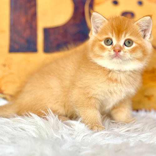 Mèo Anh lông ngắn golden con ngồi trên thảm trắng với bộ lông óng mượt