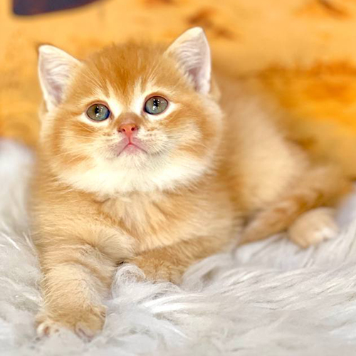 Mèo Anh lông ngắn golden thuần chủng nằm thư giãn trên thảm trắng
