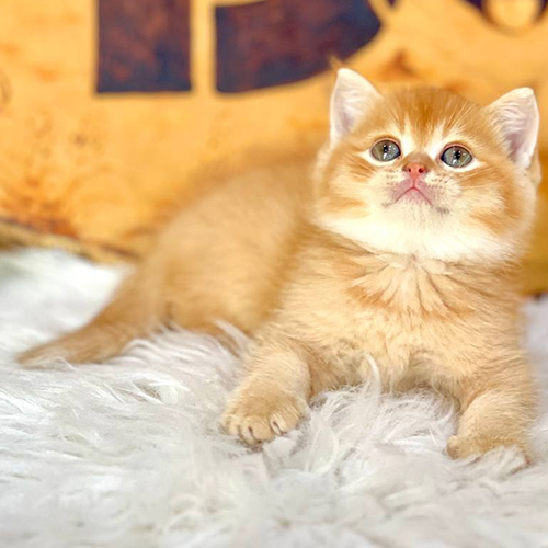 Mèo Anh lông ngắn vàng cam nằm thư giãn trên thảm lông trắng