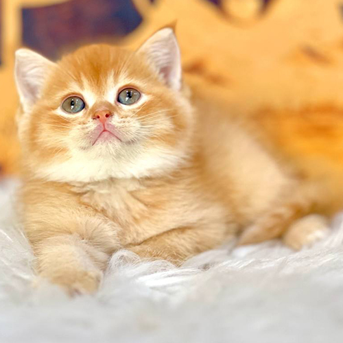 Mèo Anh lông ngắn thuần chủng màu vàng cam dễ thương