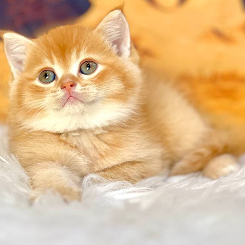 Mèo Anh lông ngắn vàng cam nằm trên lông trắng