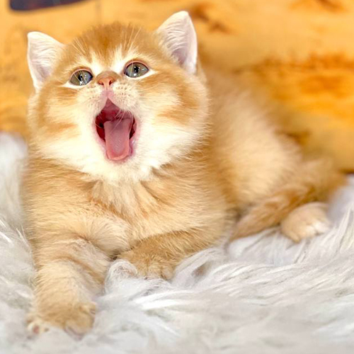 Mèo Anh lông ngắn golden đang ngáp lớn, để lộ răng miệng dễ thương