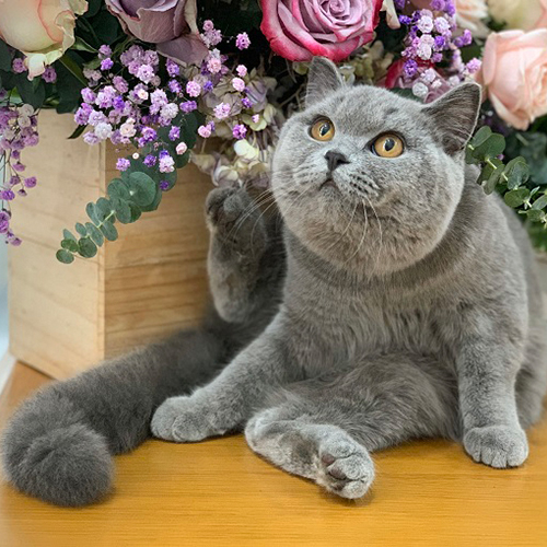 Mèo Anh Lông Ngắn lông xanh xám dễ thương ngồi cạnh bình hoa, mắt vàng nổi bật.