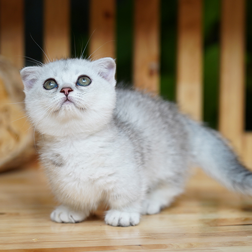 Mèo Munchkin lông trắng xám đứng trên sàn gỗ với ánh mắt đáng yêu.