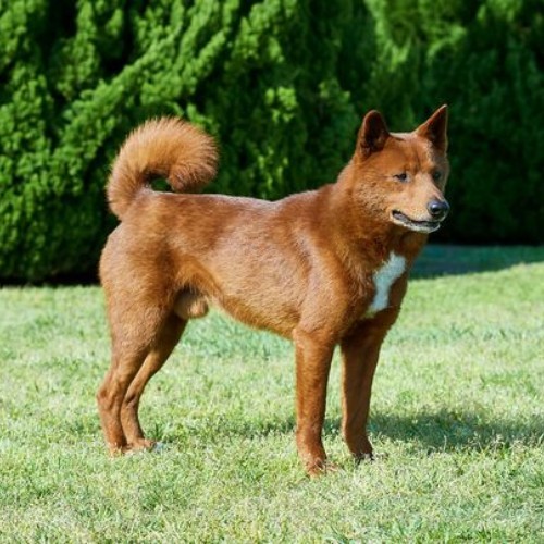 Chó Mino Shiba màu gỗ sậm đứng trên cỏ xanh.