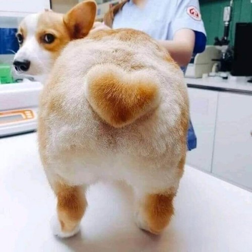 Chó Corgi mông to hình trái tim đáng yêu.