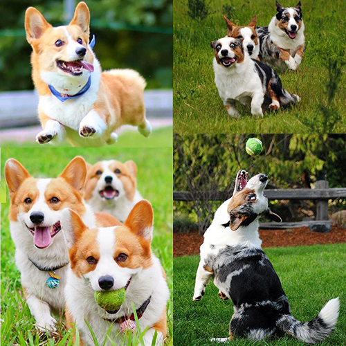 Chó Corgi vui chơi ngoài trời, chạy nhảy và vận động, thích nghi môi trường thoáng mát.