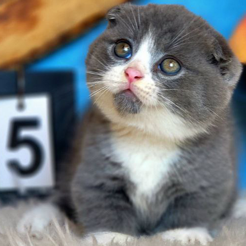 Mèo Munchkin Scottish chân ngắn tai cụp màu Bicolor đáng yêu