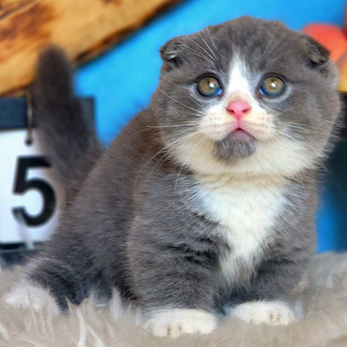Mèo Munchkin Scottish tai cụp chân ngắn màu Bicolor đáng yêu.