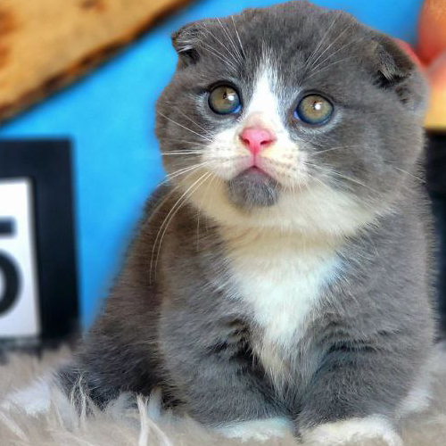 Mèo Munchkin Scottish chân ngắn tai cụp bicolor xám trắng đáng yêu