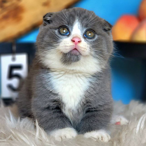 Mèo Scottish tai cụp Munchkin chân ngắn bicolor xám trắng đáng yêu
