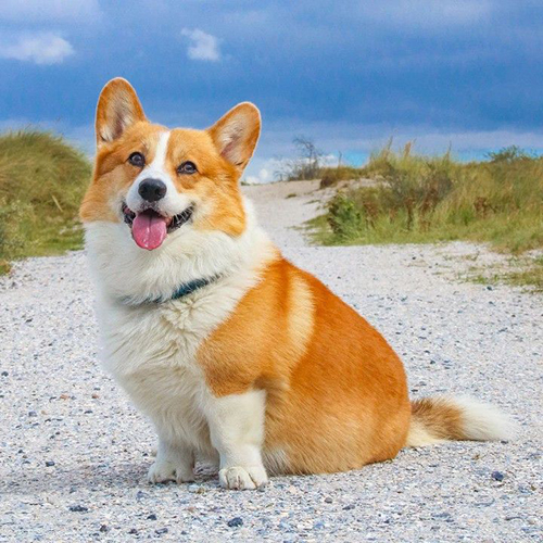 Chó Corgi Pembroke màu đỏ, nhỏ nhắn với thân hình lùn và đuôi ngắn đặc trưng, nổi bật trên nền biển xanh.