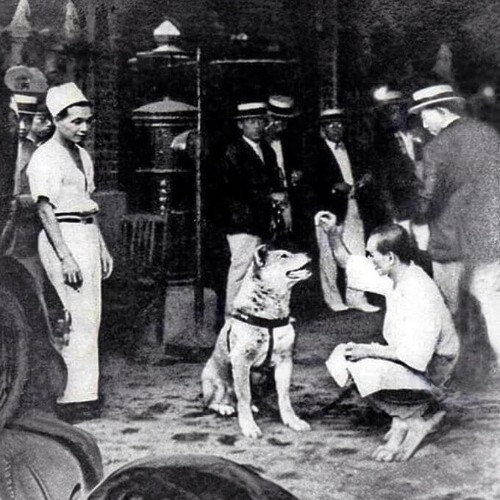 Người dân Odeta chăm sóc chú chó Hachiko trung thành.