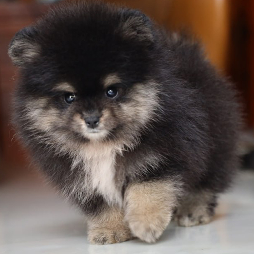Chó Phốc Sóc Black Tan 2 tháng tuổi thuần chủng đáng yêu