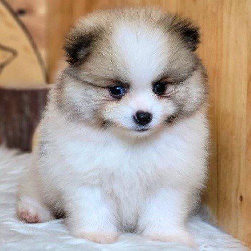 Chó Phốc Sóc lông xù dễ thương với đôi tai cụp.