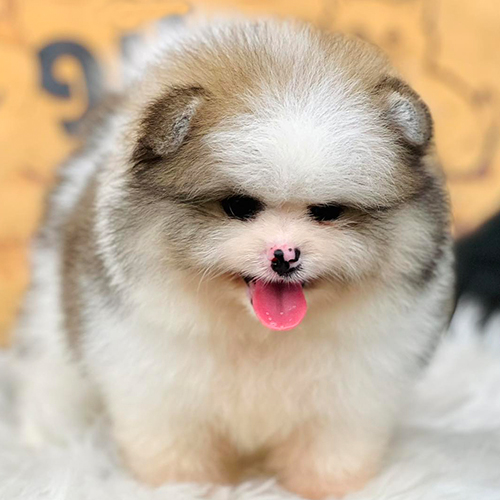 Chó Phốc Sóc lông dày, màu trắng nâu, lưỡi hồng, có đốm mũi hồng nổi bật.
