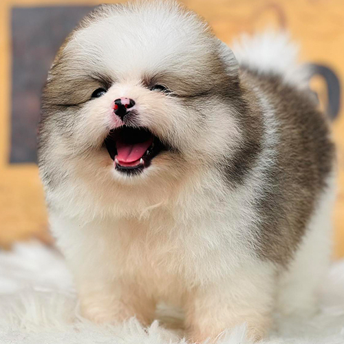 Chó Phốc Sóc lông xù màu trắng xám siêu đáng yêu