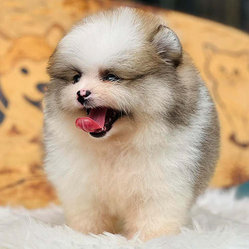 Chó Phốc Sóc mặt gấu dễ thương, cảnh báo lừa đảo khi mua chó giá rẻ không rõ nguồn gốc