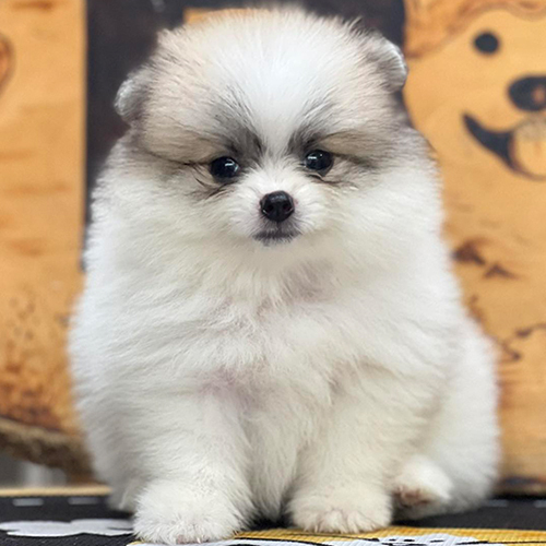 Chó Phốc Sóc mini lông trắng xám bông xù, ít thay đổi khi trưởng thành