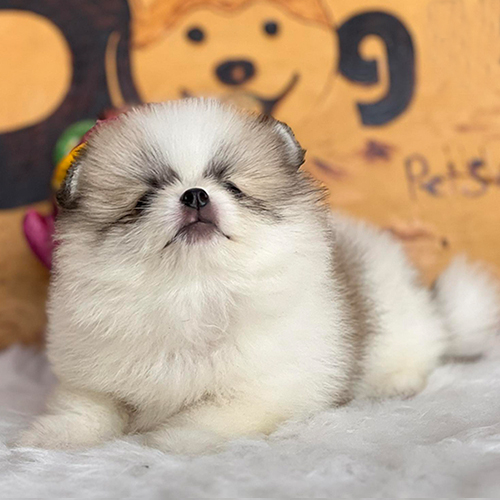 Chó Phốc Sóc mini lông xù thuần chủng nằm thư giãn