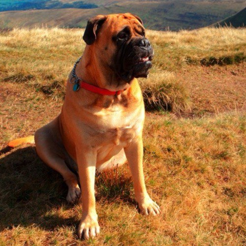 Chó ngao bò Anh Bullmastiff màu vàng, ngồi trên bãi cỏ ngoài trời.