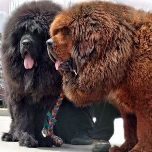 Hai chó Ngao Tây Tạng lông xù đứng cạnh nhau, oai vệ và nổi bật với ngoại hình như sư tử.