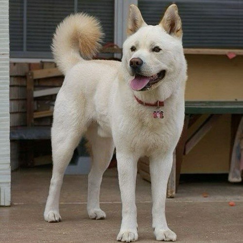 Chó Jindo Hàn Quốc lông trắng, dáng đứng mạnh mẽ với biểu cảm tươi cười.