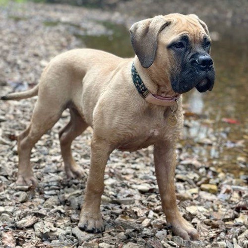 Chó Bullmastiff đứng trên nền đá sỏi cạnh dòng nước, vẻ mạnh mẽ và oai nghiêm.