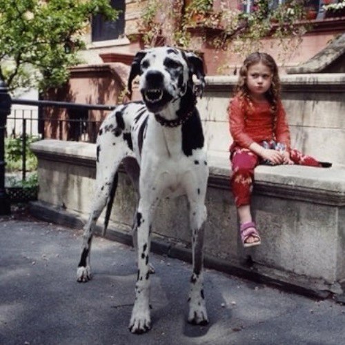 Chó Great Dane đốm trắng đen đứng cạnh bé gái trên ghế đá.