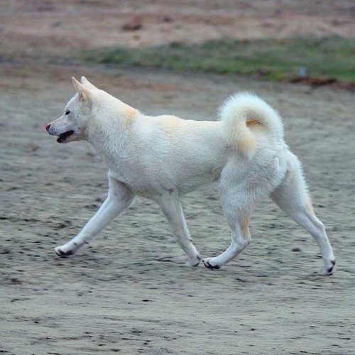 Chó Kishu Inu đi bộ, tính cách dũng cảm và trung thành.