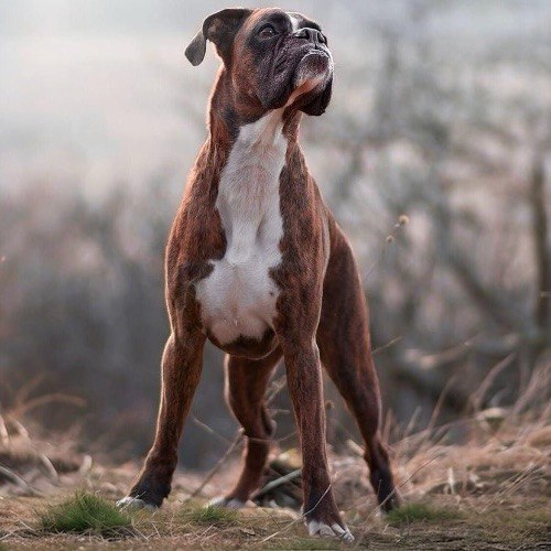 Chú chó Boxer màu vện đứng uy nghi trên nền cảnh thiên nhiên mờ sương