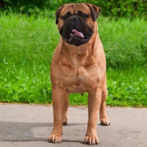 Chó Ngao Bò Anh Bullmastiff dũng mãnh đứng trên nền cỏ xanh.