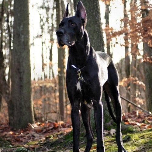 Chó Great Dane đen oai vệ đứng trong rừng với ánh sáng tự nhiên.