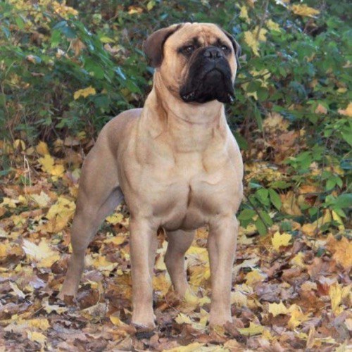 Chó Bullmastiff to lớn đứng giữa lá vàng rơi trong khu rừng.
