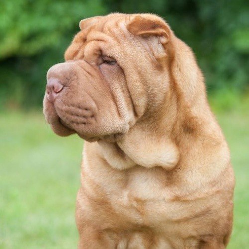 Chó Shar Pei trưởng thành với làn da nhăn đặc trưng, dáng nằm điềm tĩnh.