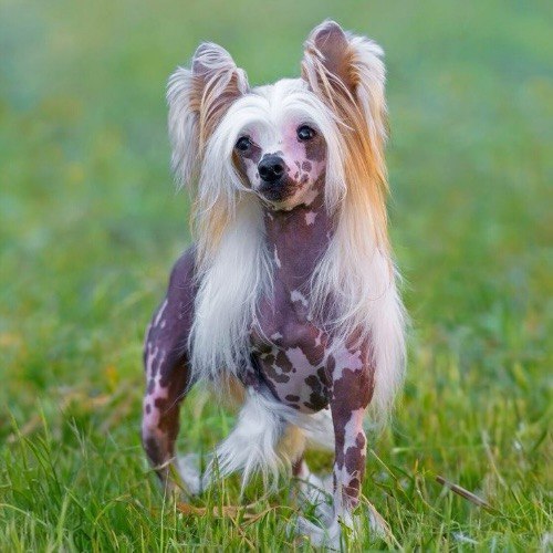 Chó Chinese Crested với ngoại hình độc đáo và bộ lông đặc trưng ở đầu.