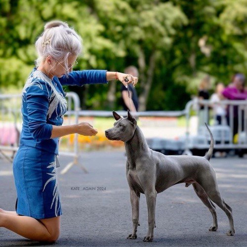 Dog show tại Thái Lan, chú chó Xoáy Thái Lan xanh xám cùng huấn luyện viên thi đấu chuyên nghiệp.