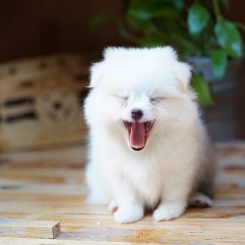 Chó Pom Bắc Kinh Teacup với bộ lông trắng mượt đang ngáp đáng yêu.